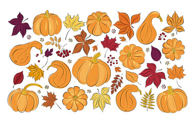 Wall Mural - Vector autumn leaves and pumpkins set. Hand-drawn colored maple, birch, chestnut, rowan, ash. Sketch. Cartoon. Doodle style.