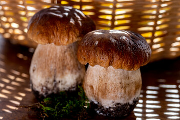 Wall Mural - King of edible mushrooms, boletus edulis porcini cepe ready to cook in pasta or ravioli