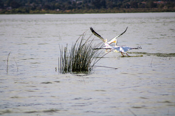 two white and black pelicans in flight over the waters of Lake Elsinore in Lake Elsinore California