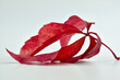 Czerwony liść drzewa na białym tle.