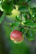 red ripe organic apple on tree