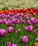 Fototapeta Tulipany - Purple an Red Tulips in Garden Bed