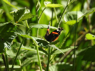 Wall Mural - The butterfly is standing on a green leaf