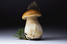 Beautiful Thick Mushroom Penny Bun (cep, Porcini, Boletus Edulis) With An Tracery Leaf On The Cap. Studio, Non Nature Photo On A Gradient Background From Black To White.
