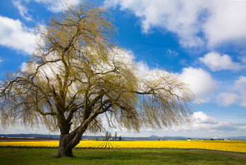 A weeping willow tree stands in front of a field of yellow daffodils in springtime in Skagit Valley near Mt. Vernon, WA
