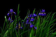 Iris Flowers At Night