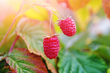 Two ripe raspberries on bush in sunny fall forest, close up