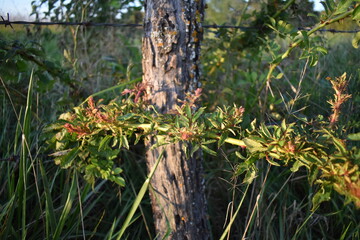 Sticker - Plant by a Fence Post