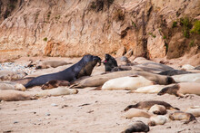Elephant Seal Laying On Ano Nuevo State Park Beach