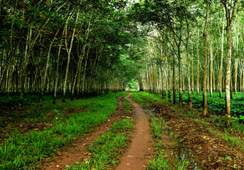 path in the forest