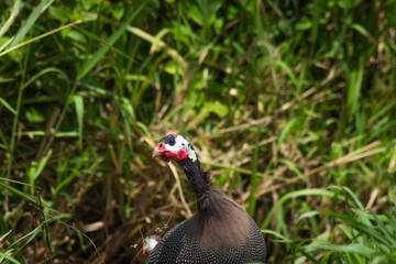  Southern lapwing bird (Vanellus chilensis)