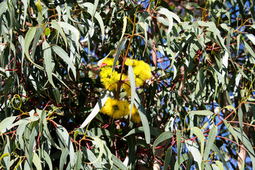 Dainty ornamental West Australian  Illyarrie mallee tree eucalyptus  erythrocorys  in autumn bloom with red capped large buds opening to bright yellow flowers.