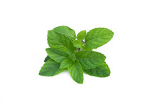 Peppermint Isolated On A White Background (Mentha × Piperita, Also Known As Mentha Balsamea Wild.