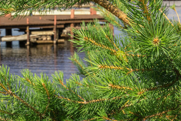 coniferous tree by the river with a bridge