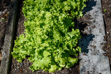 Fresh Green Ice Lettuce Growing In A Garden On A Sunny Day

