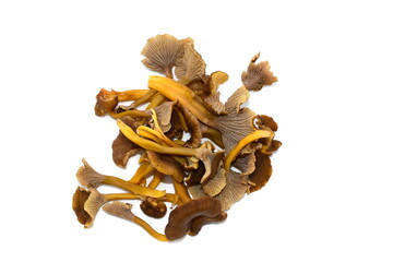 Fresh yellowfoot chantarelles Craterellus tubaeformis isolated on white background