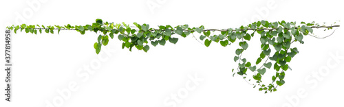 Fotografía ivy plant hanging on electric wire isolate on white background