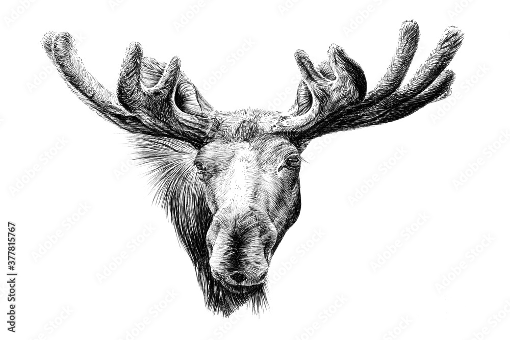 Hand drawn moose portrait, sketch graphics monochrome illustration ...