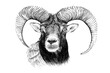 Hand drawn mouflon portrait, sketch graphics monochrome illustration