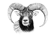 Hand Drawn Mouflon Portrait, Sketch Graphics Monochrome Illustration