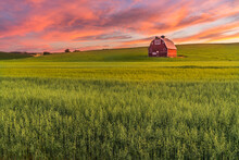 Red Barn In Wheat Field In Palouse Region Of Southeast Washington State With A Vibrant Sunset 
