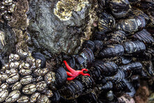 Pacific Coast Beach & Forest Wild Untamed Shellfish Mussels Starfish Barnacles