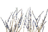 Fototapeta Lawenda - Beautiful lavender flowers on white background