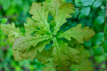 Oak leaves on a young tree in the forest