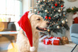 © Pixel-Shot - Cute dog in Santa hat at home on Christmas eve