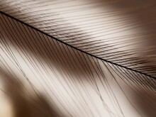 Brown Macro Feather On A Beige Blur Background