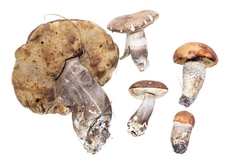 Wall Mural - Boletus mushrooms isolated on white background.