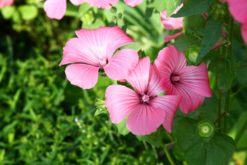 Wall Mural - Blooming petunias outside in a pot