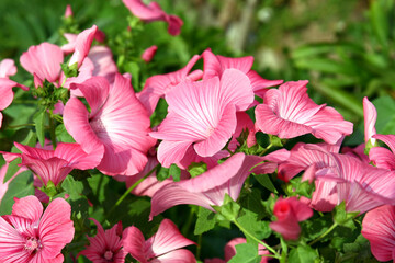 Wall Mural - Blooming petunias outside in a pot