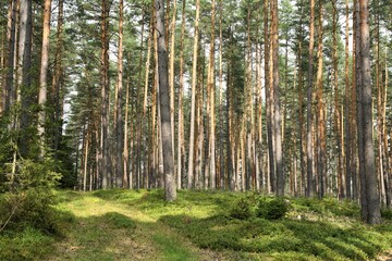  Waldweg mit angestrahlten Bäumen am späten Nachmittag - Sommer im Thüringer Wald