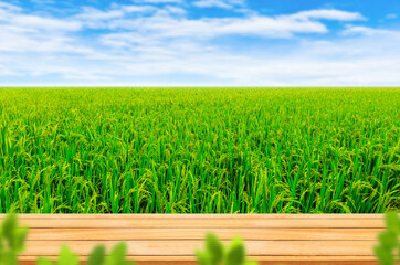 Wooden table top with Green landscape view of Green rice field with white clouds and blue sky in background.