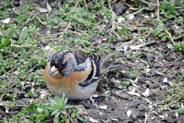 Wall Mural - A male brambling  sitting on ground and eating sunflower seeds 