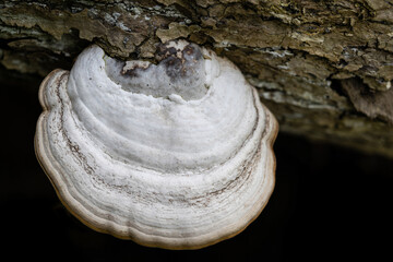 White mushroom grows on a old log. Close up image