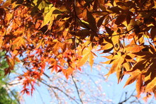 Beautiful Autumn Leaves. Maple Tree Landscape Fall Season. Sky View From Bottom Look Up. Warm Sunny Background With Sun Flare. Close Up Focus View, Yellow Orange Leaf Blur Background.