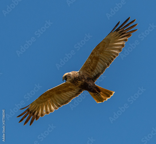 Fotografía western marsh harrier (Circus aeruginosus) bird of prey in flight