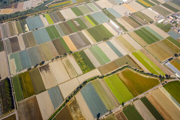 Sticker - colorful farm with vegetables and rice