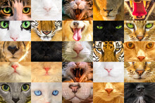 Collage Textures Of Cat Faces And Dogs And Big Felines For Printing Postcards Or Surgical Face Masks For Covid-19 Coronavirus.
