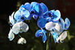 Piękna niebieska orchidea