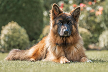Dog, German Shepherd Lies In The Autumn Lawn