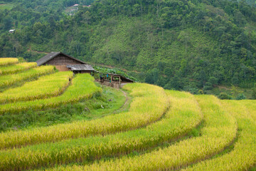 Amazing landscape in Northwest Vietnam. Terraced fields in Ta Xua, Bac Yen, Son La province, Vietnam. At an altitude of 2000m above sea level, this place is also known by the name: Clouds Paradise.