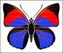 Black, Red And Blue Colored Leafwing Butterfly - Vector Illustration Art