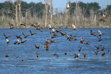 Viele Stockenten - Anas Platyrhynchos - Fliegen über Einen See