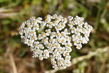 Closeup Of A White Yarrow Plant