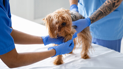 Experienced veterinarian doctors performing physical exam on Yorkshire terrier at animal clinic, closeup