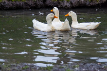 Three Domestic White Ducks Swim In A Lake With Bright Orange Beaks On A Summer Day With Feathers On The Water.