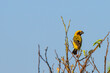 yellow billed hornbill
